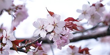 チシマザクラ