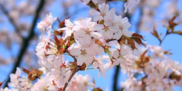エゾヤマザクラ