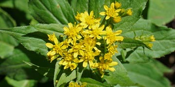 ミヤマアキノキリンソウ