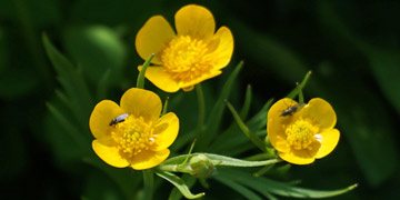 ミヤマキンポウゲ