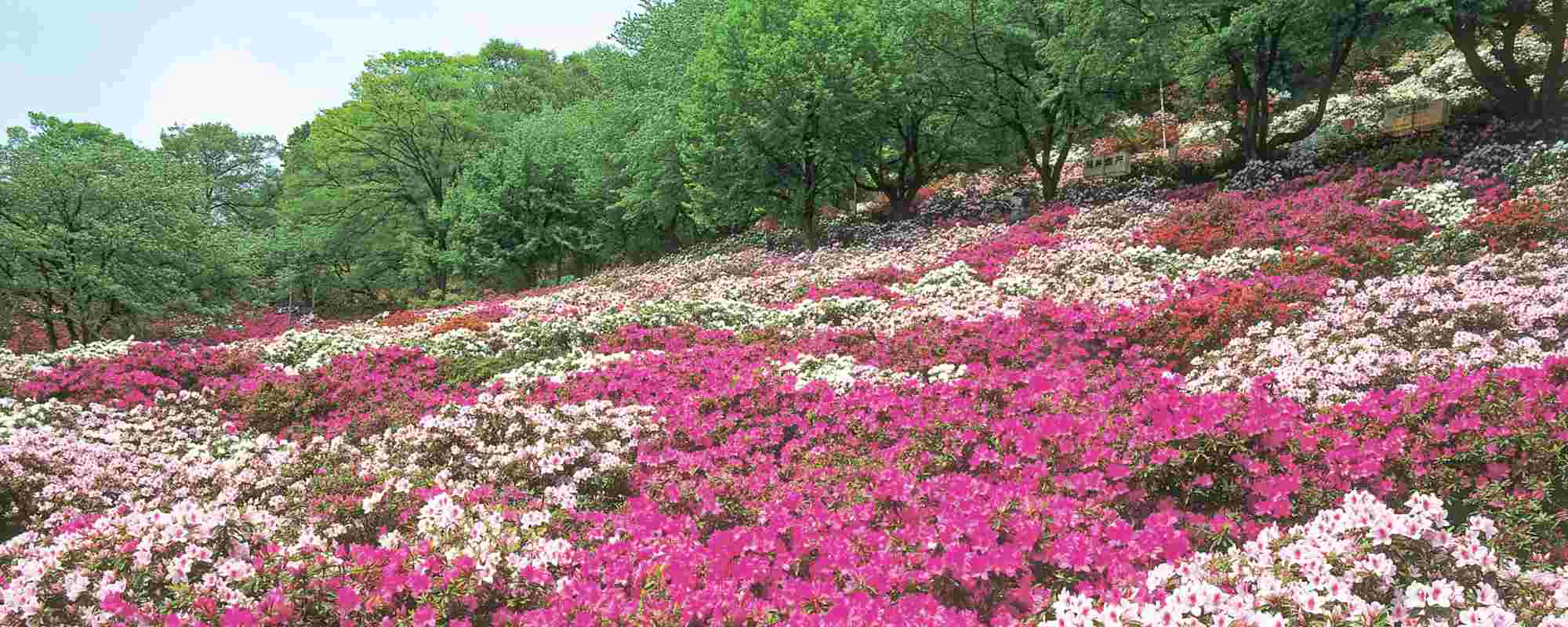 西山公園