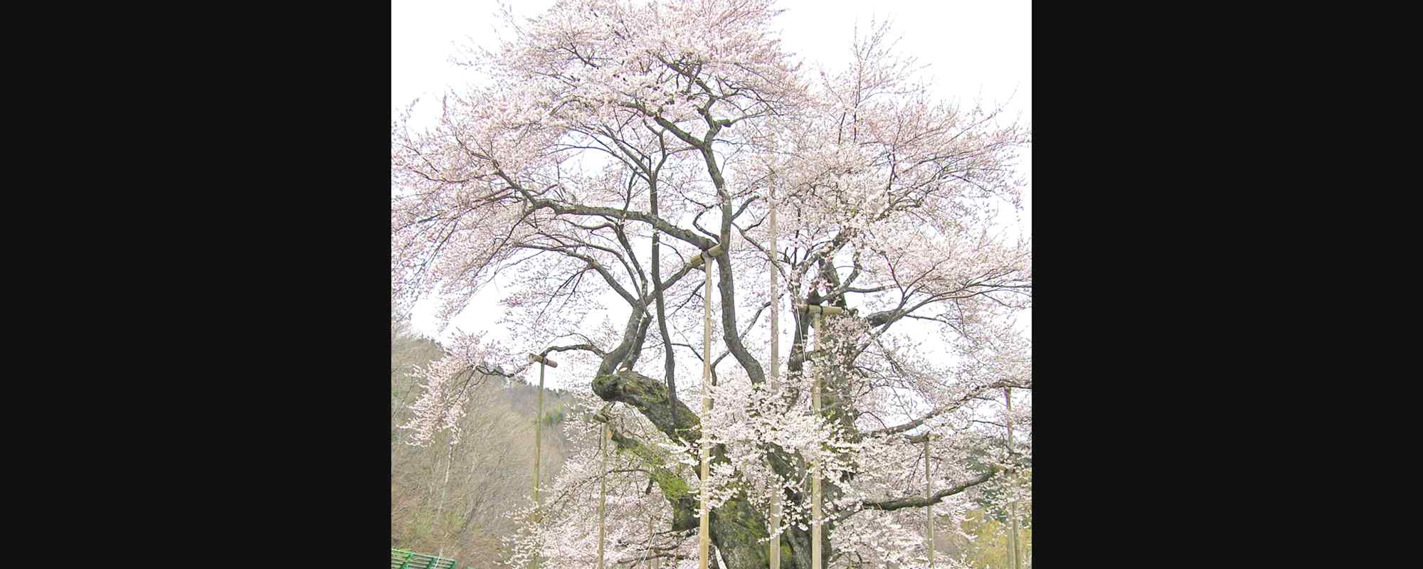 御母衣湖・荘川桜