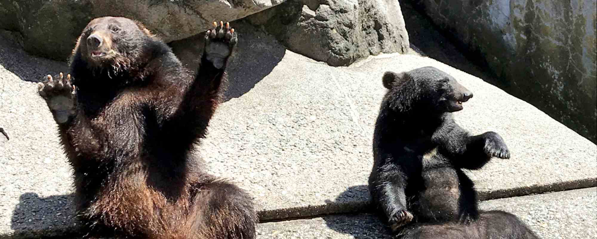 奥飛騨クマ牧場