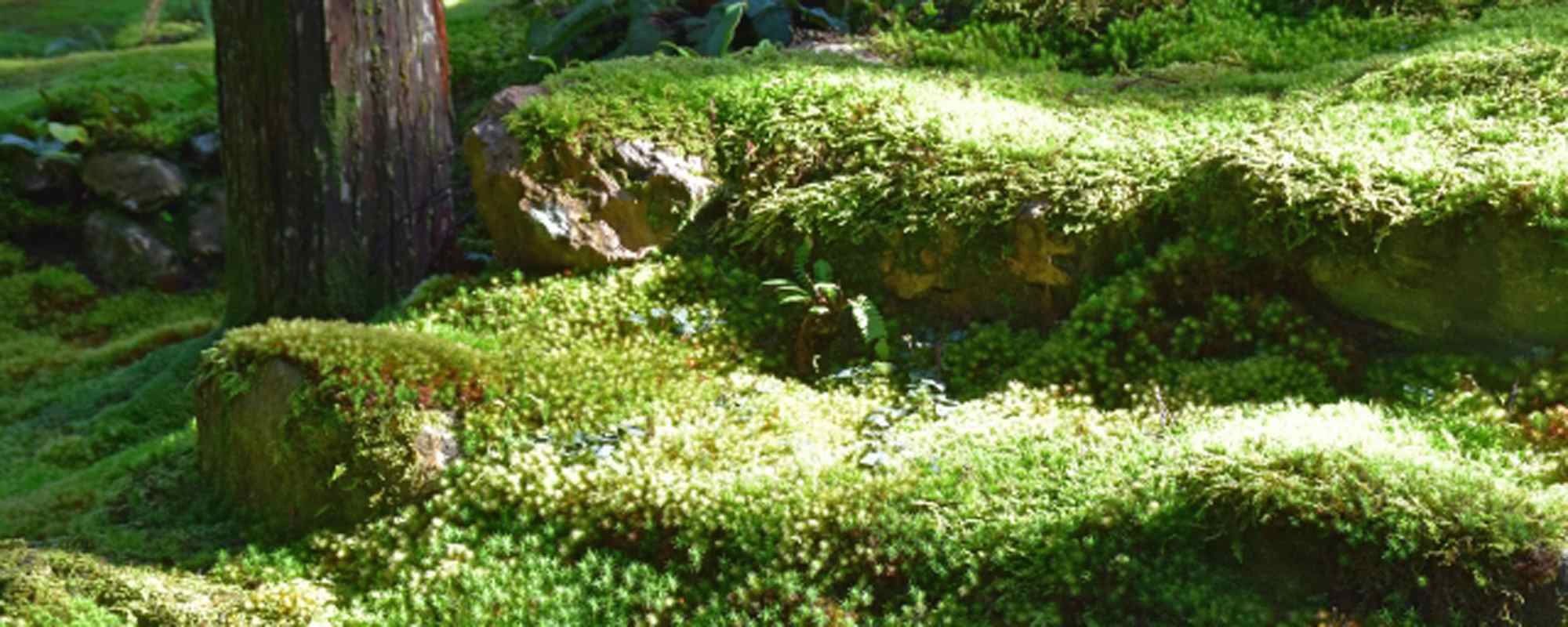 叡智の杜・苔の里