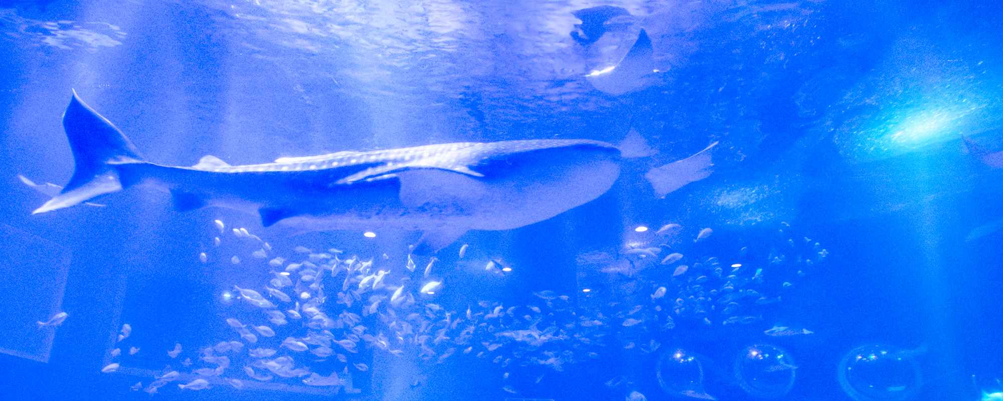 のとじま水族館