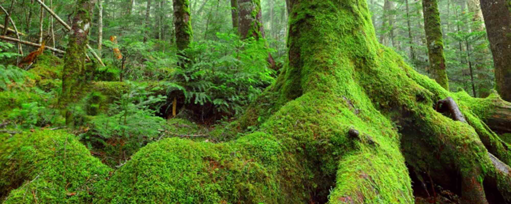 白駒の池・苔と原生林