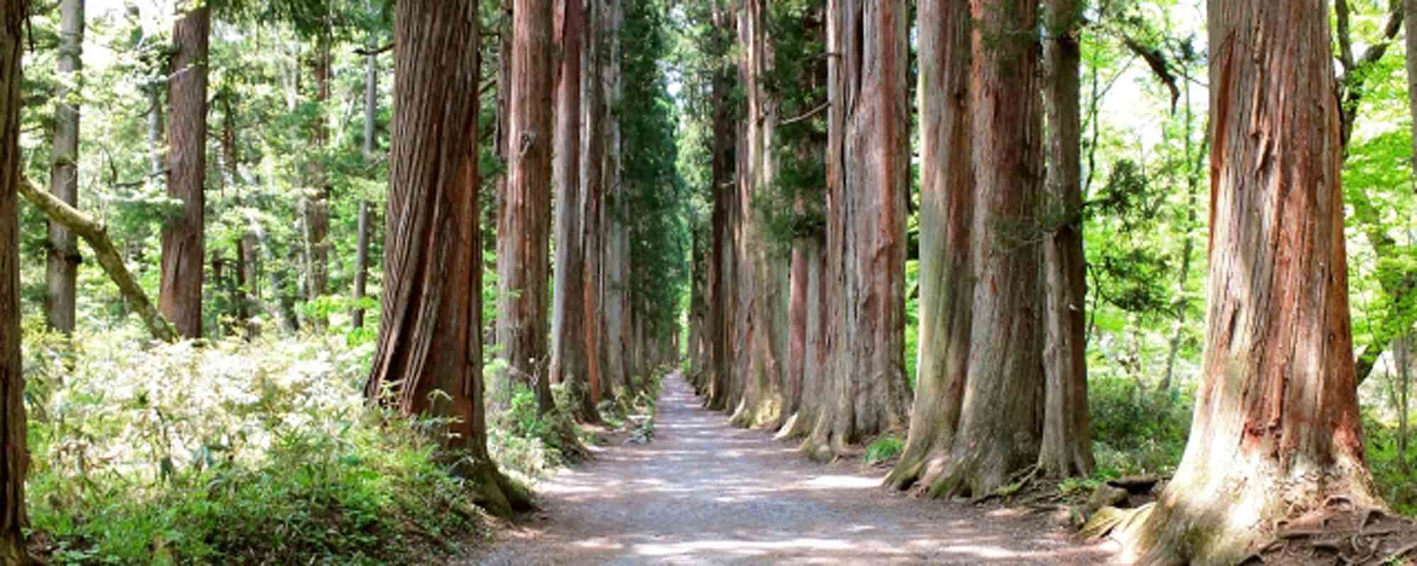 戸隠神社