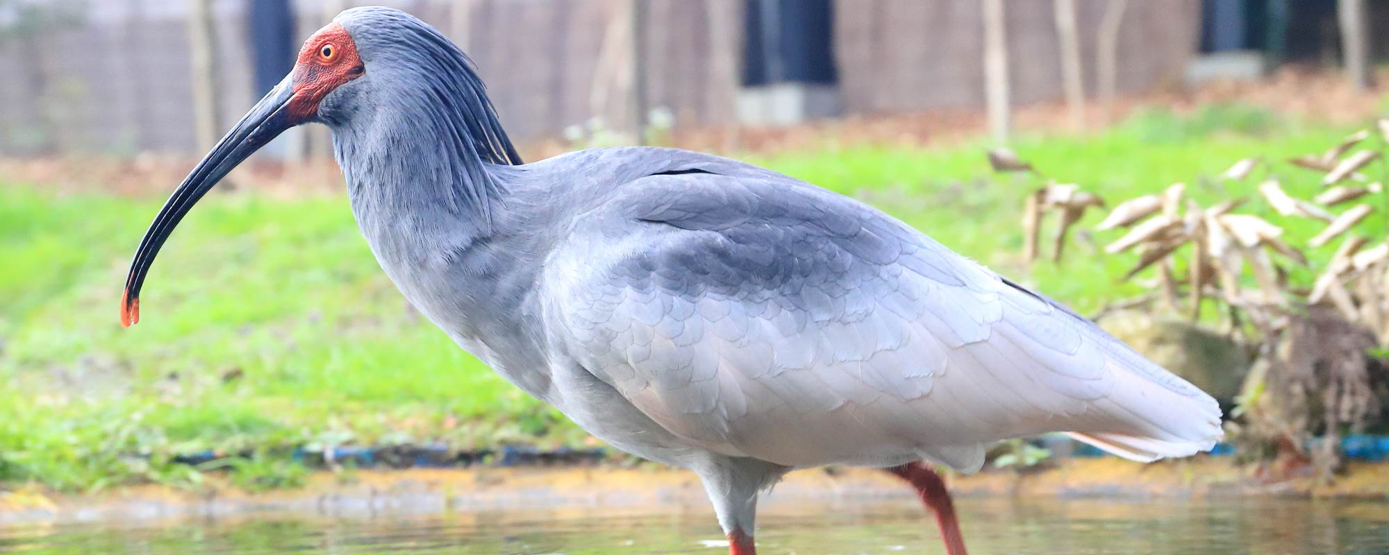 トキの森公園