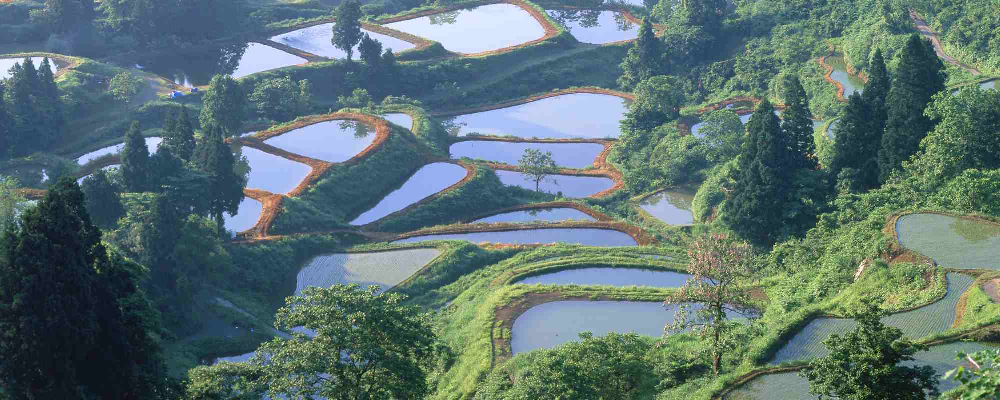 山古志の棚田