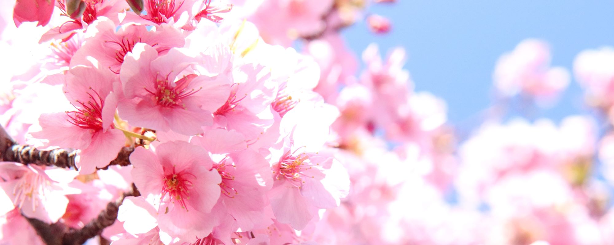 河津桜