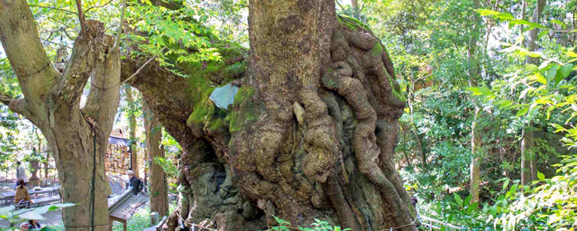 來宮神社・大楠