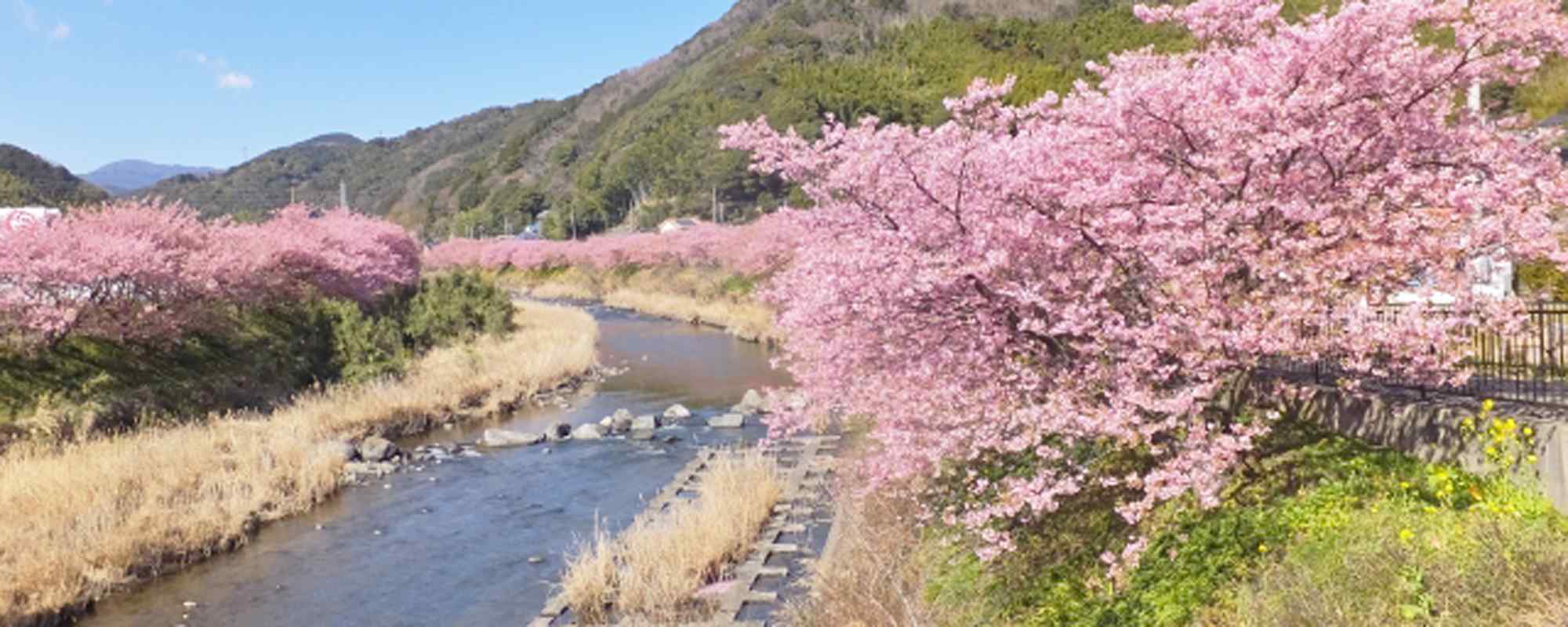 河津桜