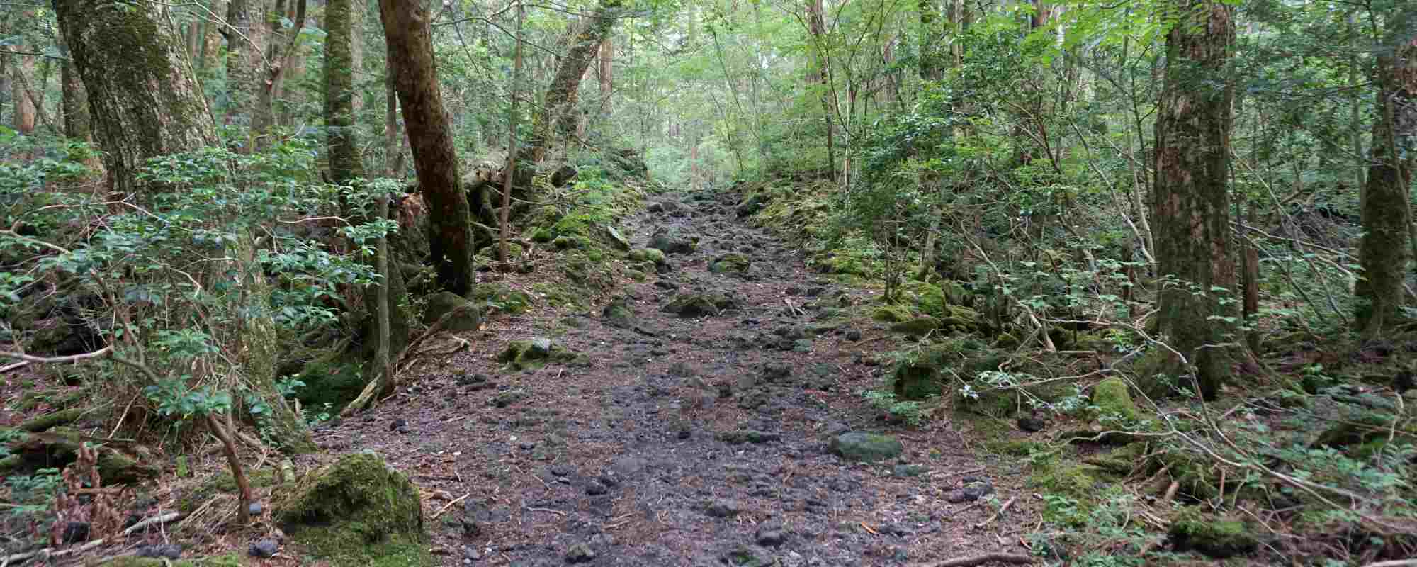 青木ヶ原樹海