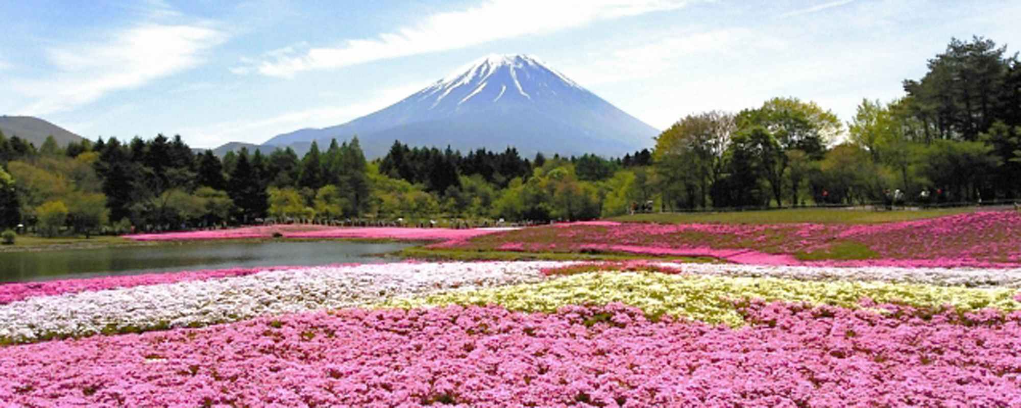 富士芝桜まつり