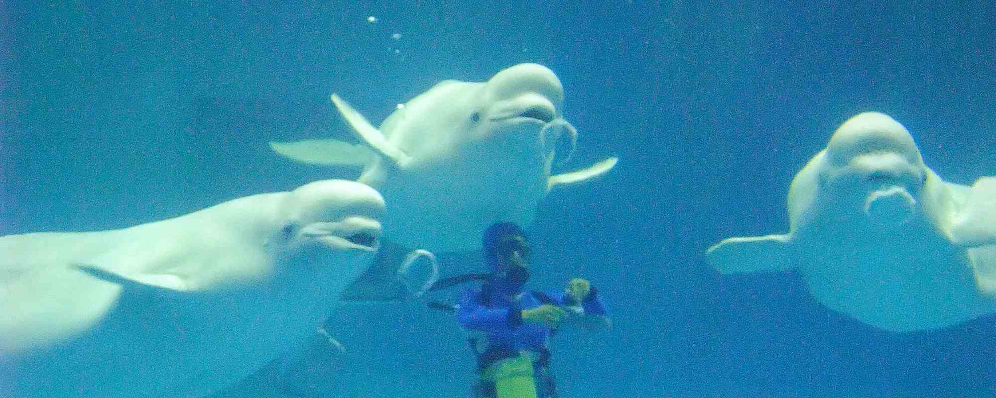 島根県立しまね海洋館（アクアス）