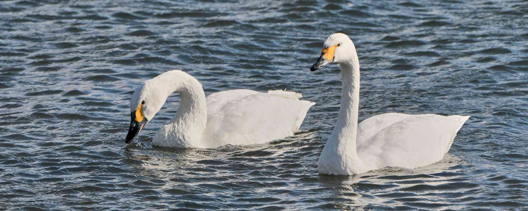 米子水鳥公園