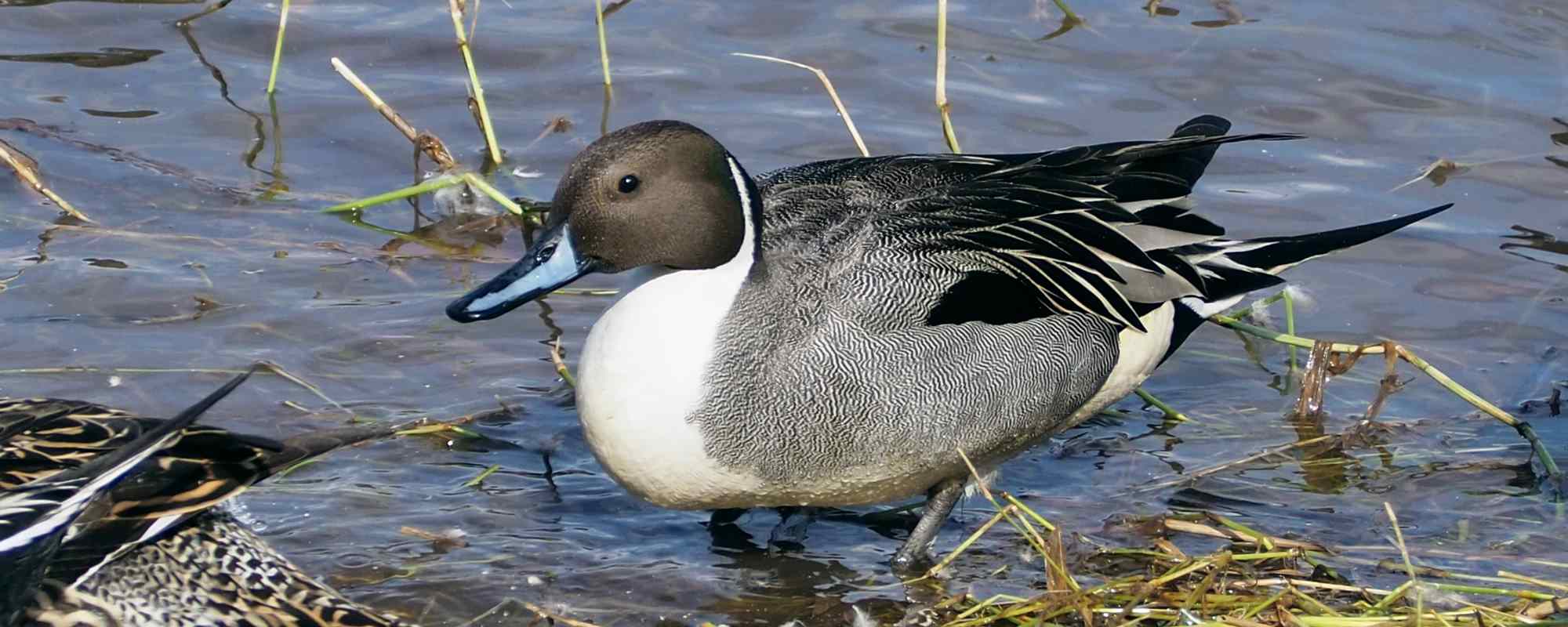 米子水鳥公園