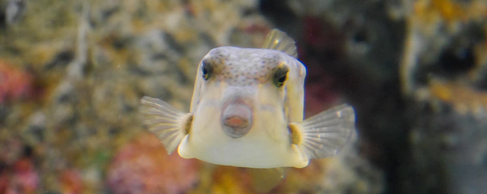 市立しものせき水族館（海響館）