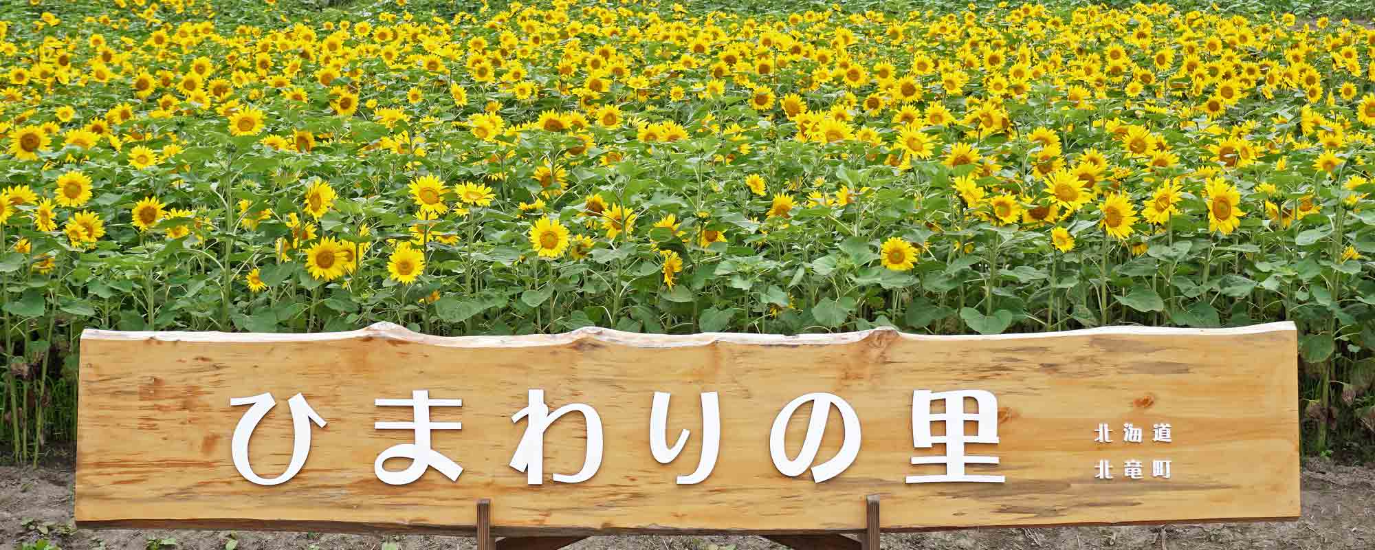 北竜町ひまわりの里