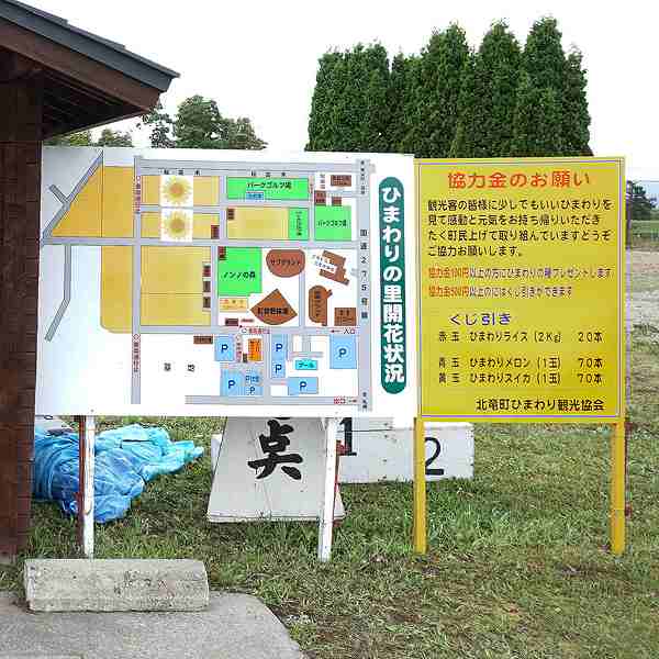 看板 ひまわりの里開花状況・協力金のお願い