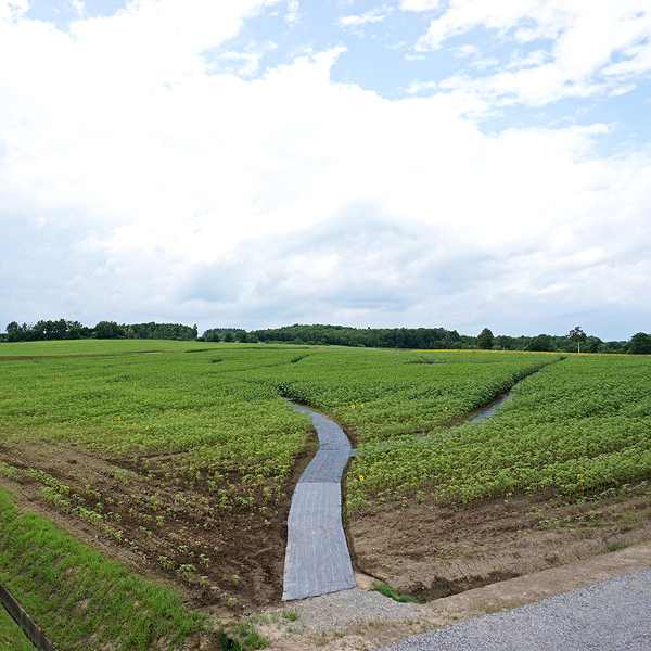 北竜町ひまわりの里 ひまわり迷路