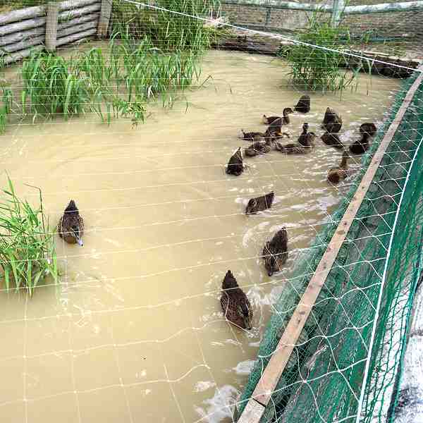 北竜町ひまわりの里 アイガモ牧場
