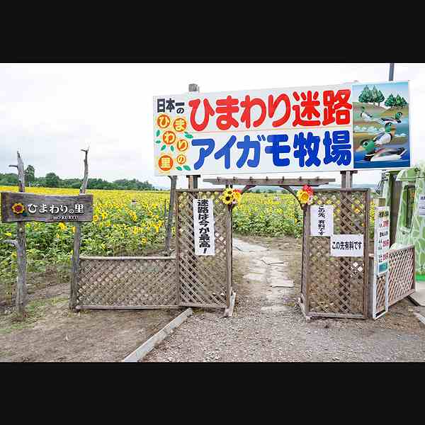 北竜町ひまわりの里 ひまわり迷路