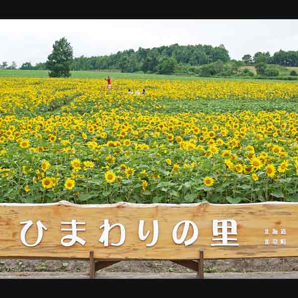北竜町ひまわりの里