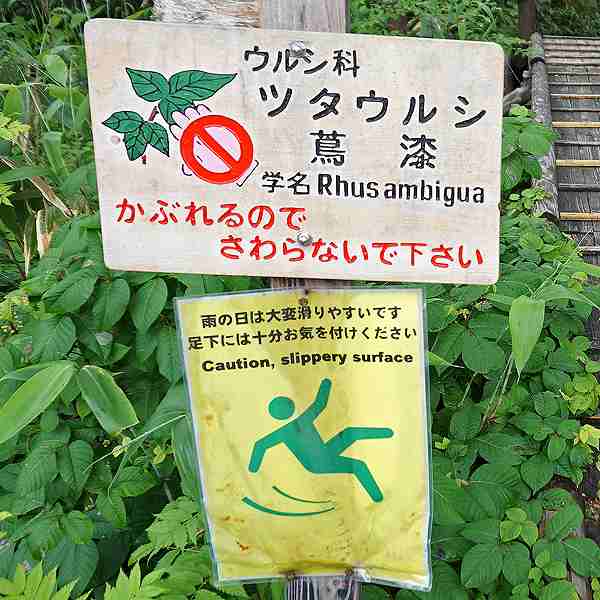 ニセコ湖沼 ツタウルシ／足下注意について