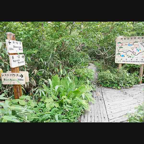 ニセコ湖沼 分岐