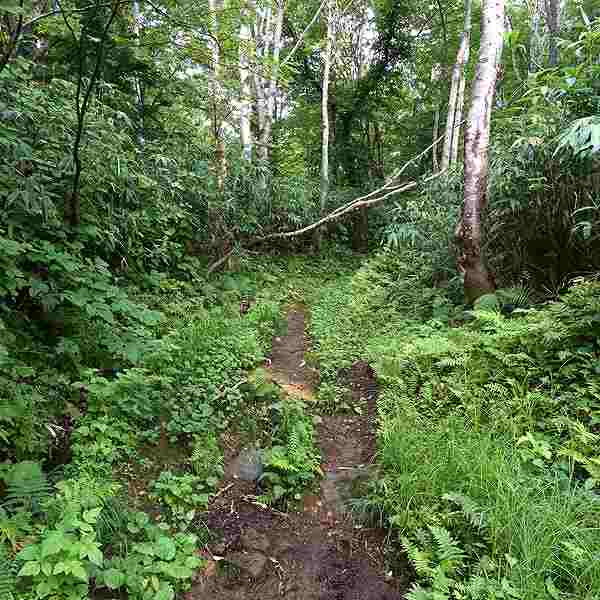 ニセコ湖沼 遊歩道