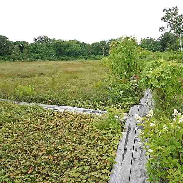 ニセコ湖沼 分岐