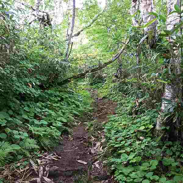ニセコ湖沼 登山道