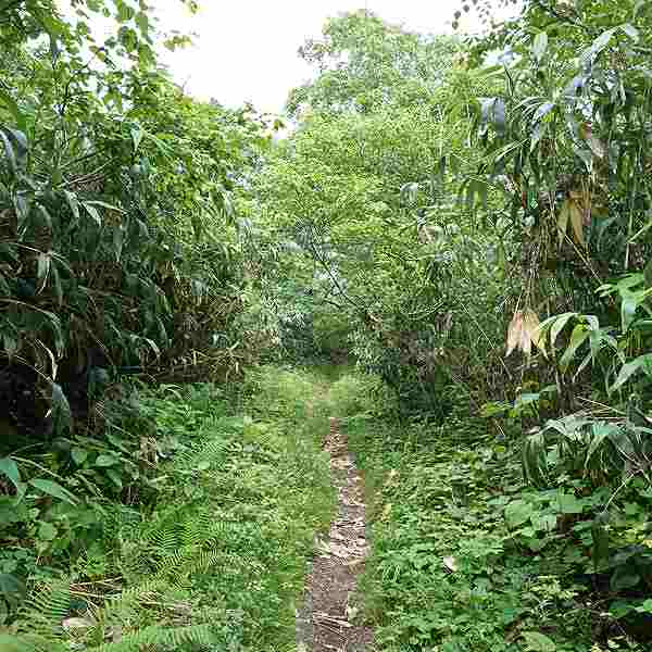 ニセコ湖沼 登山道