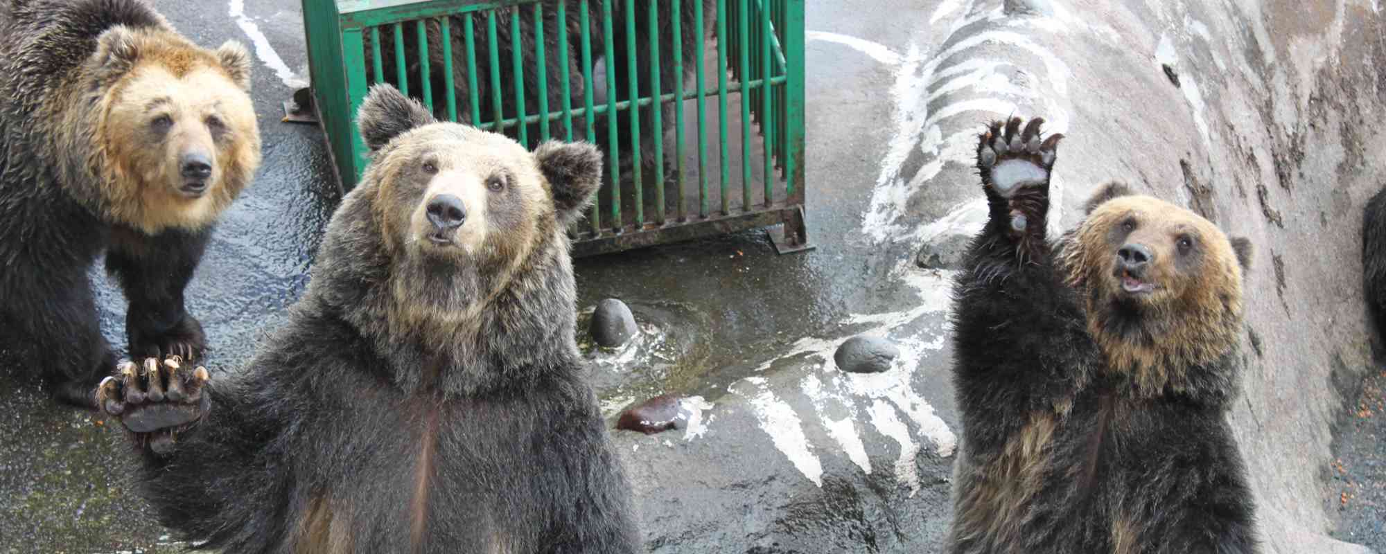 のぼりべつクマ牧場