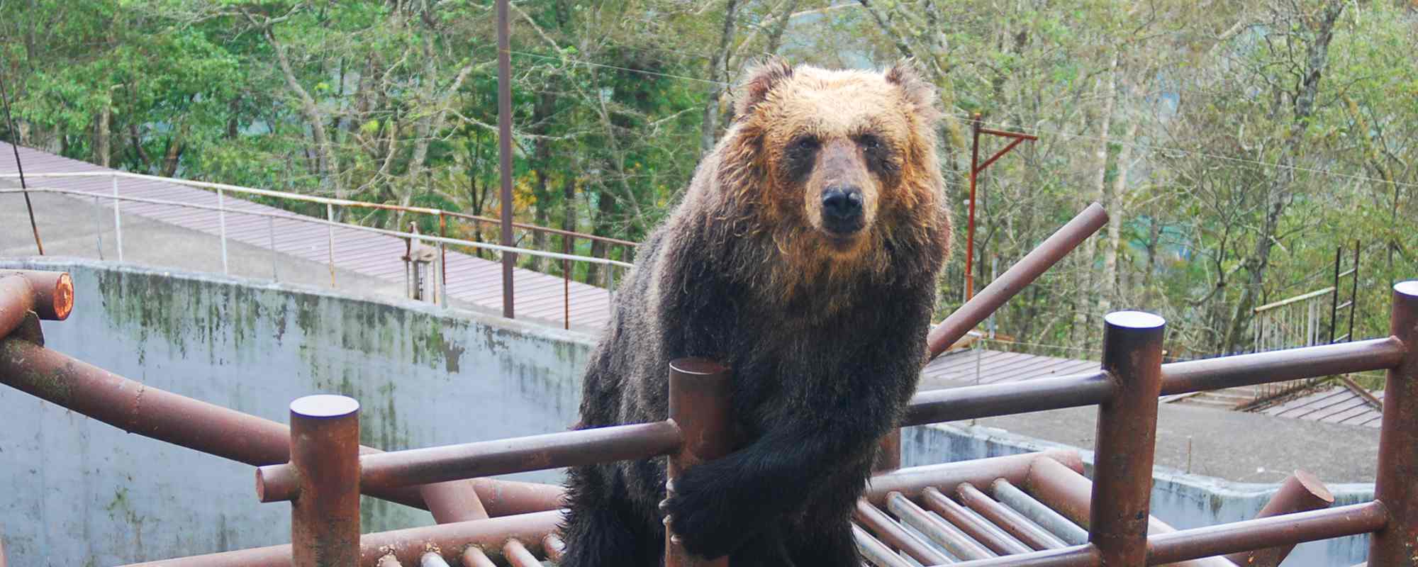 のぼりべつクマ牧場