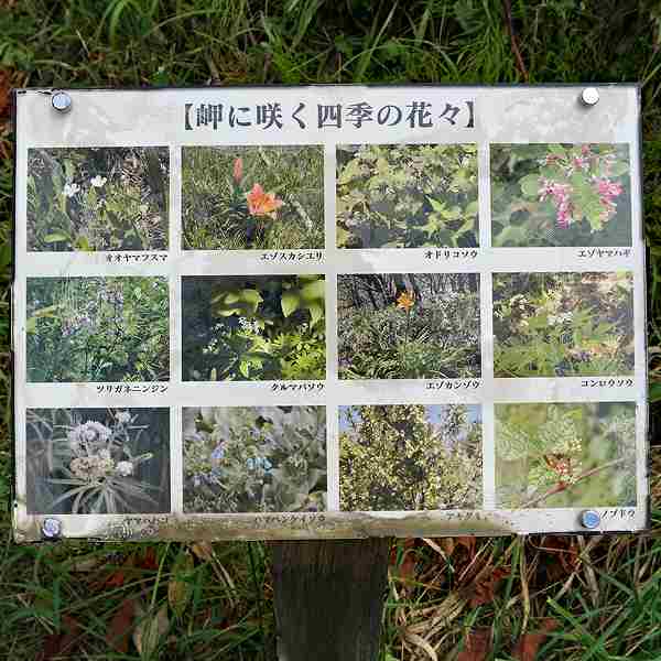 看板 岬に咲く四季の花々