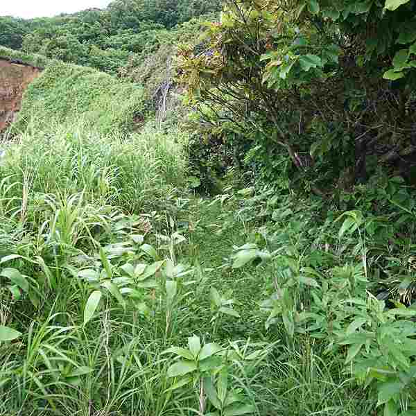 積丹岬・島武意海岸 自然遊歩道