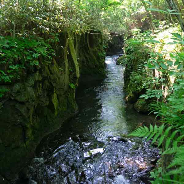 樽前山麓 苔の道 樽前ガロー