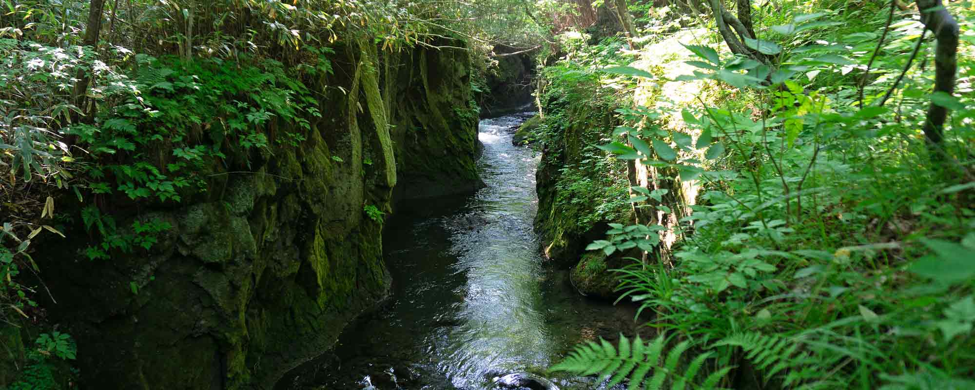 樽前山麓 苔の道