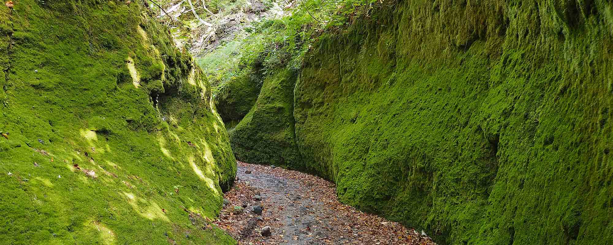 樽前山麓 苔の道