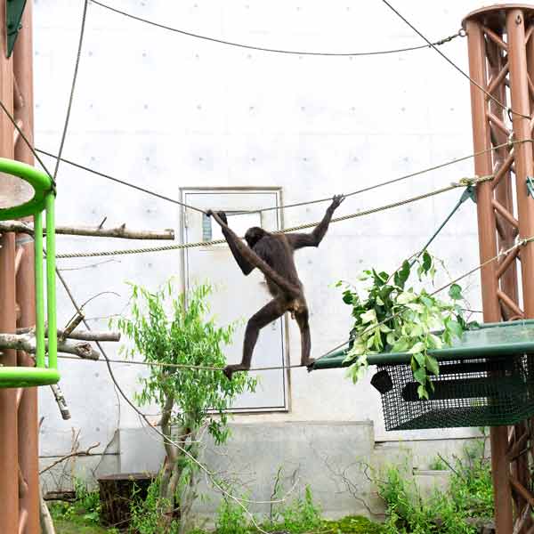 旭山動物園 くもざる・かぴばら館 クモザル