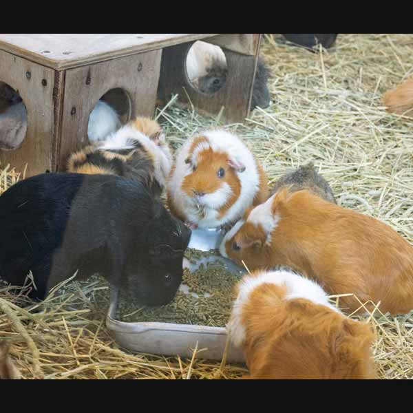 旭山動物園 こども牧場 ハムスター