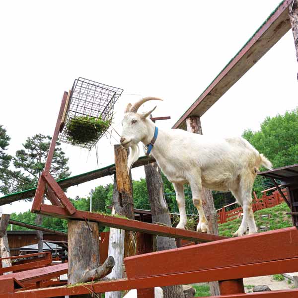 旭山動物園 こども牧場 ヤギ