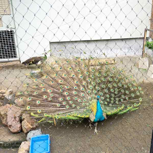旭山動物園 クジャク舎 インドクジャク