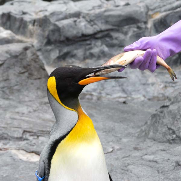旭山動物園 もぐもぐタイム