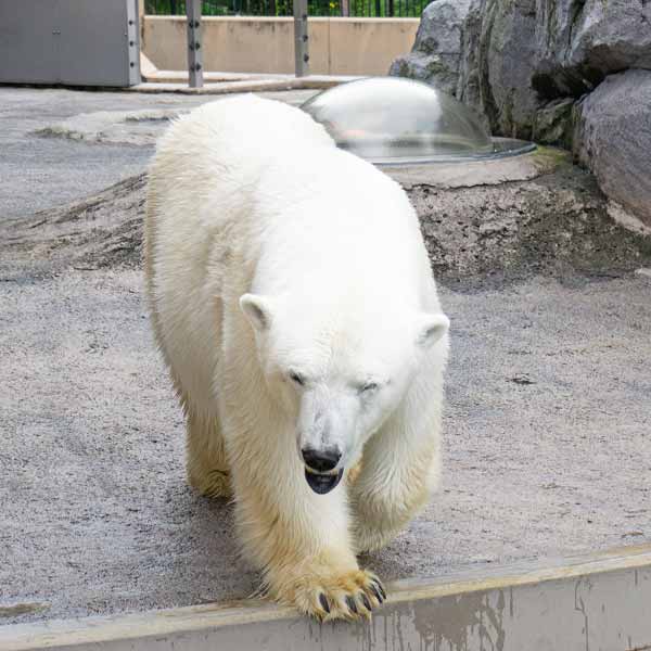 旭山動物園