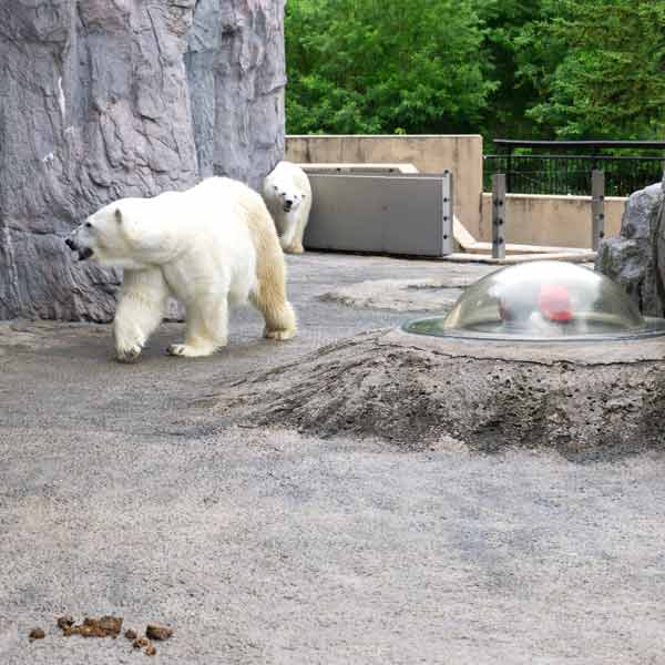 旭山動物園 ほっきょくぐま館 放飼場