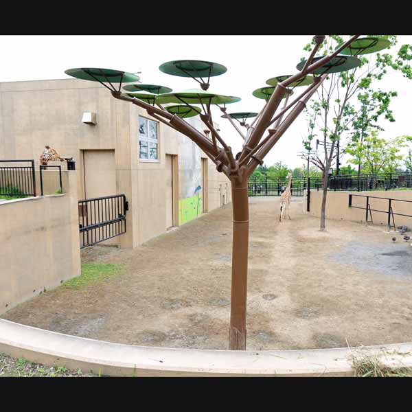 旭山動物園 きりん舎