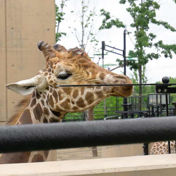 旭山動物園 きりん舎 アミメキリン